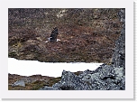 merikotka White-tailed Eagle  5769 * 1282 x 900 * (300KB)